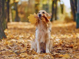 Why Is My Dog Eating Leaves? Although they're crunchy and have a nice mouthfeel a dog eating leaves can be a problem if those leaves are toxic.