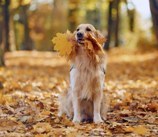 Although they're crunchy and have a nice mouthfeel a dog eating leaves can be a problem if those leaves are toxic.