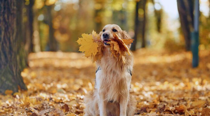 Although they're crunchy and have a nice mouthfeel a dog eating leaves can be a problem if those leaves are toxic.