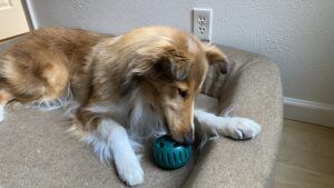 A homemade pupsicle is a great treat all year round.