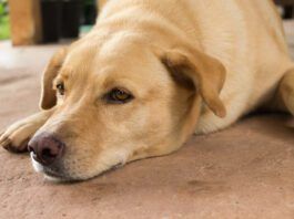 A golden retriever type dog feeling under the weather from a dog respiratory illness.