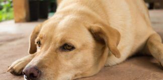 A golden retriever type dog feeling under the weather from a dog respiratory illness.