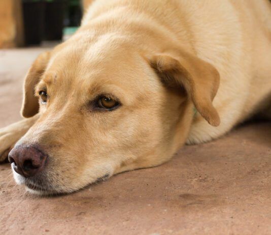 Symptoms and Treatment of Dog Respiratory Illnesses A golden retriever type dog feeling under the weather from a dog respiratory illness.