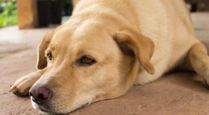 A golden retriever type dog feeling under the weather from a dog respiratory illness.