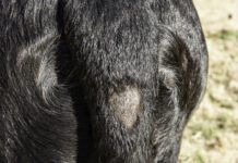 A bald spot near the base of the tail due to stud tail.