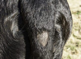 Stud Tail In Dogs A bald spot near the base of the tail due to stud tail.