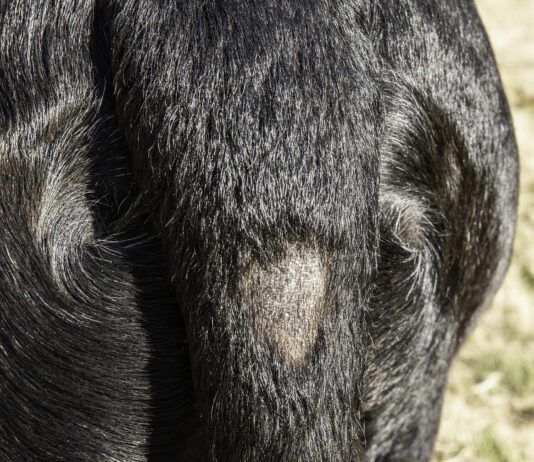 Stud Tail In Dogs A bald spot near the base of the tail due to stud tail.