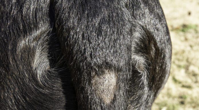 A bald spot near the base of the tail due to stud tail.