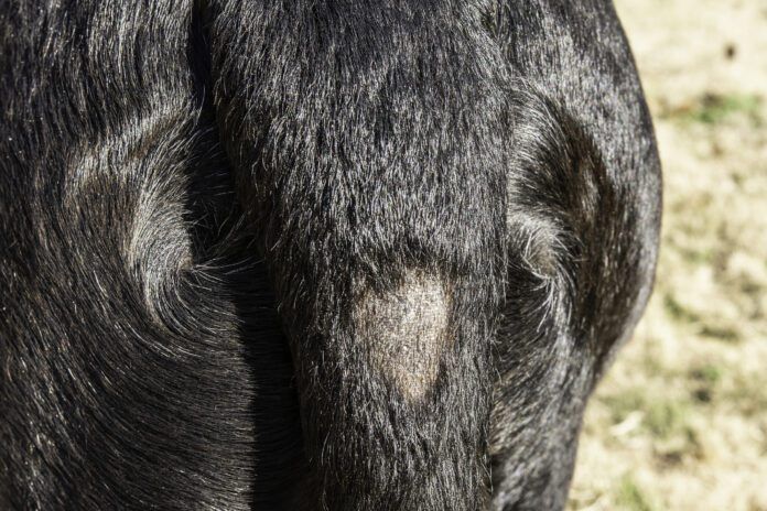 Alopecia on the tail of a black dog A bald spot near the base of the tail due to stud tail.