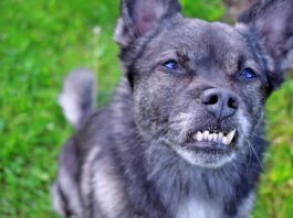 Dog braces for teeth can help correct dental malocclusions that can impact a dog's health.