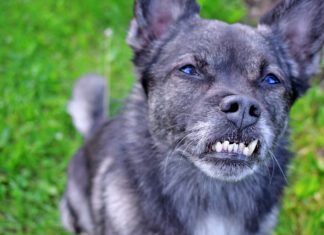 Dog braces for teeth can help correct dental malocclusions that can impact a dog's health.