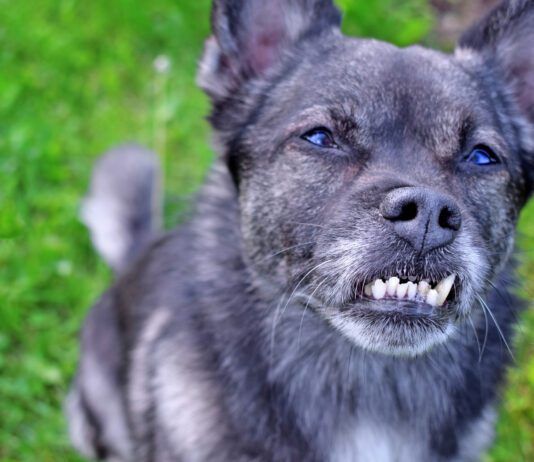 Yes, Your Dog May Need Dental Braces Dog braces for teeth can help correct dental malocclusions that can impact a dog's health.