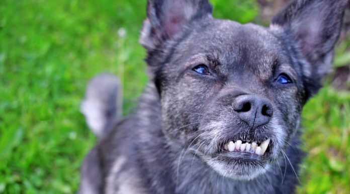 Yes, Your Dog May Need Dental Braces Dog braces for teeth can help correct dental malocclusions that can impact a dog's health.