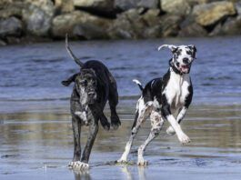 Discospondylitis in dogs is a bacterial infection that affects the vertebrae and discs of the spine.