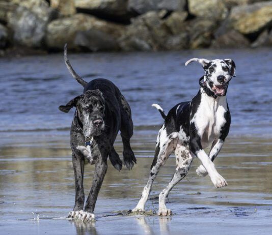 What Is Discospondylitis in Dogs? Discospondylitis in dogs is a bacterial infection that affects the vertebrae and discs of the spine.