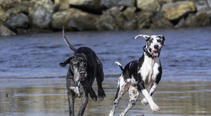 What Is Discospondylitis in Dogs? Discospondylitis in dogs is a bacterial infection that affects the vertebrae and discs of the spine.