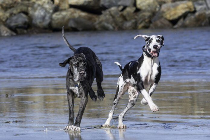 Two great dane dogs running at the beach Discospondylitis in dogs is a bacterial infection that affects the vertebrae and discs of the spine.