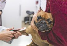 IMHA in Dogs Is Often Deadly Immune-mediated hemolytic anemia, or IMHA in dogs.