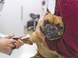 Immune-mediated hemolytic anemia, or IMHA in dogs.