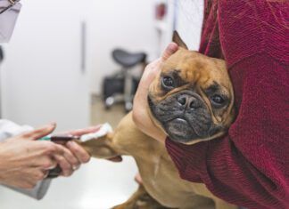 Immune-mediated hemolytic anemia, or IMHA in dogs.