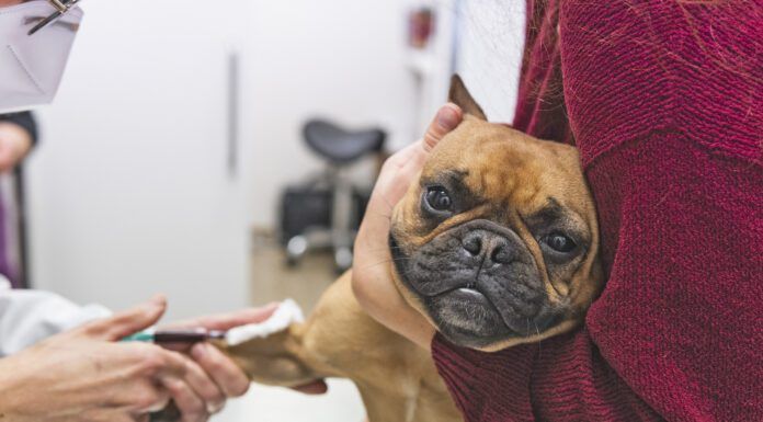 Immune-mediated hemolytic anemia, or IMHA in dogs.