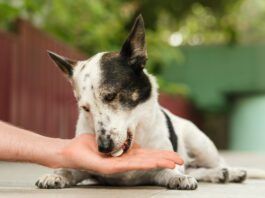 Can Dogs Have Tums? Can you give a dog tums for stomach acid and acid reflux? Yes, but there are better long term solutions.