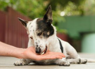 Can Dogs Have Tums? Can you give a dog tums for stomach acid and acid reflux? Yes, but there are better long term solutions.