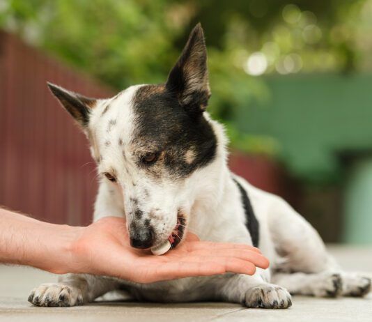 Can you give a dog tums for stomach acid and acid reflux? Yes, but there are better long term solutions.