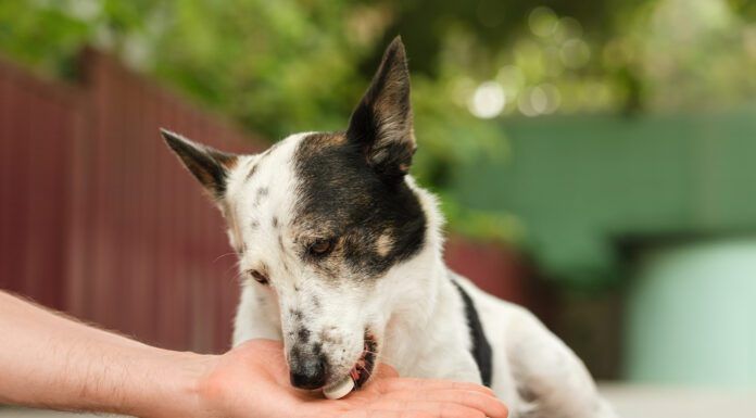 Can Dogs Have Tums? Can you give a dog tums for stomach acid and acid reflux? Yes, but there are better long term solutions.