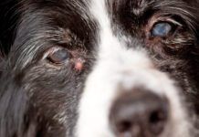 Adenoma or sebaceous cysts on dogs are largely harmless is unsightly bumps on your dog's skin.