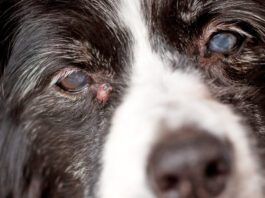 What Is a Sebaceous Cyst or Adenoma on a Dog? Adenoma or sebaceous cysts on dogs are largely harmless is unsightly bumps on your dog's skin.