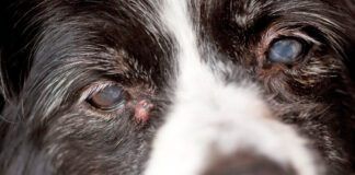 Adenoma or sebaceous cysts on dogs are largely harmless is unsightly bumps on your dog's skin.