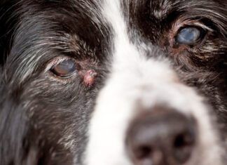 Adenoma or sebaceous cysts on dogs are largely harmless is unsightly bumps on your dog's skin.