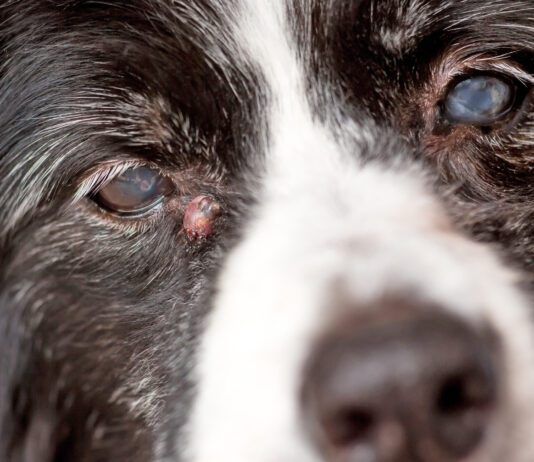 Adenoma or sebaceous cysts on dogs are largely harmless is unsightly bumps on your dog's skin.