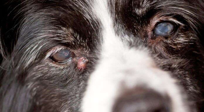 Adenoma or sebaceous cysts on dogs are largely harmless is unsightly bumps on your dog's skin.