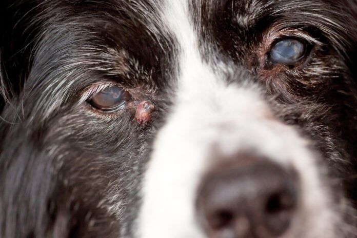 Adenoma or sebaceous cysts on dogs are largely harmless is unsightly bumps on your dog's skin.