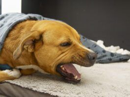 A dog coughing should be taken seriously and investigated.