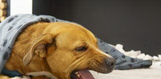 A dog coughing should be taken seriously and investigated.