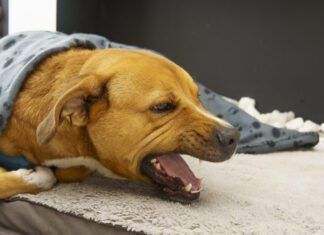 A dog coughing should be taken seriously and investigated.