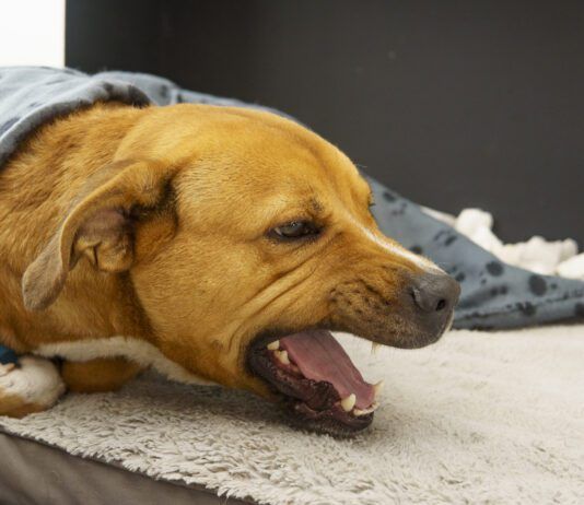 A dog coughing should be taken seriously and investigated.