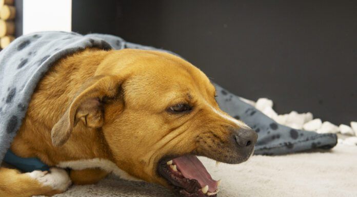 A dog coughing should be taken seriously and investigated.