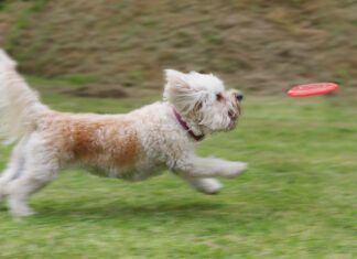 Laser pointer syndrome in dogs is an unhealthy behavior that can be trigged by playing with a laser pointer.
