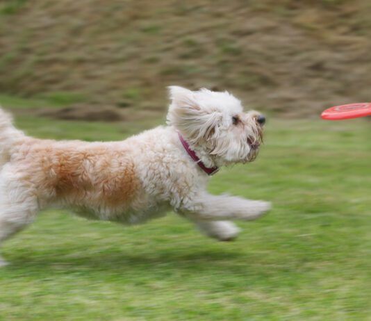Laser pointer syndrome in dogs is an unhealthy behavior that can be trigged by playing with a laser pointer.