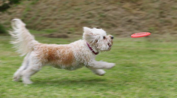 Laser pointer syndrome in dogs is an unhealthy behavior that can be trigged by playing with a laser pointer.