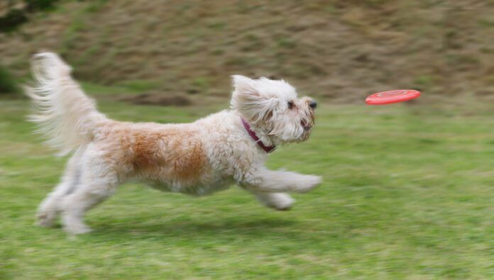 Laser pointer syndrome in dogs is an unhealthy behavior that can be trigged by playing with a laser pointer.