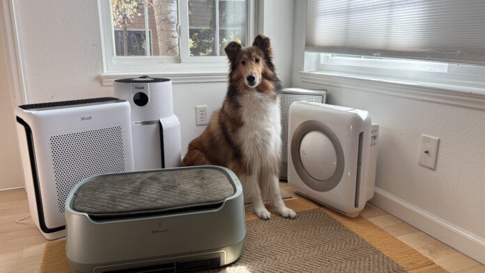 Pet air purifiers can help with pet dander and dust in your home.