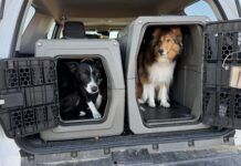 How To Travel With Your Dog Travel with your dog in a care is best done with your dog safely secured to protect them, and prevent distraction.