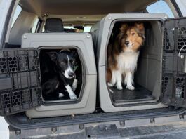 Travel with your dog in a care is best done with your dog safely secured to protect them, and prevent distraction.