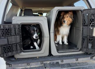 Travel with your dog in a care is best done with your dog safely secured to protect them, and prevent distraction.