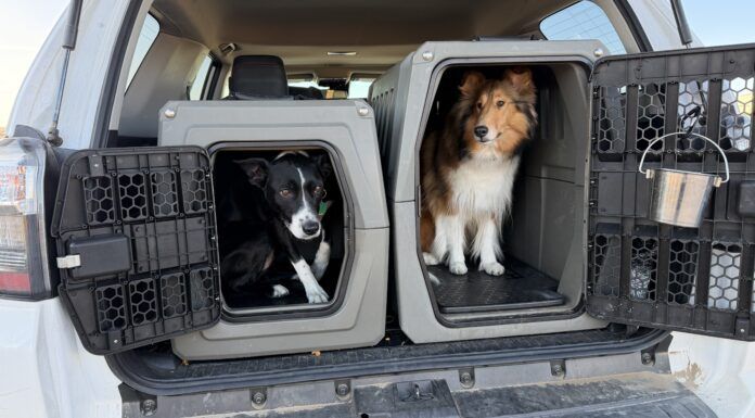 How To Travel With Your Dog Travel with your dog in a care is best done with your dog safely secured to protect them, and prevent distraction.